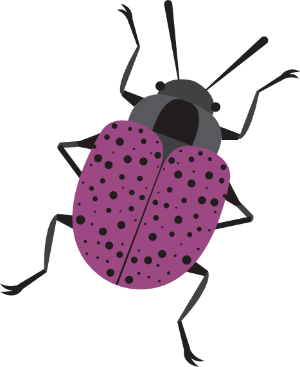 Lilafarbener Käfer mit schwarzen Punkten